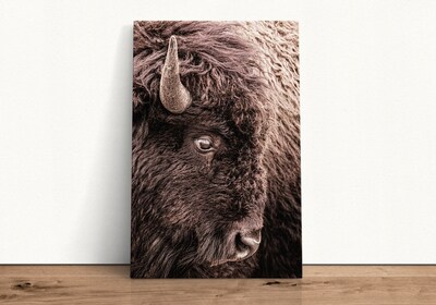 Bison photo wall art, buffalo canvas print, western decor, large photo wall art, rustic cabin decor, old west print - image4